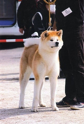 日本犬的要素を持つ顔貌